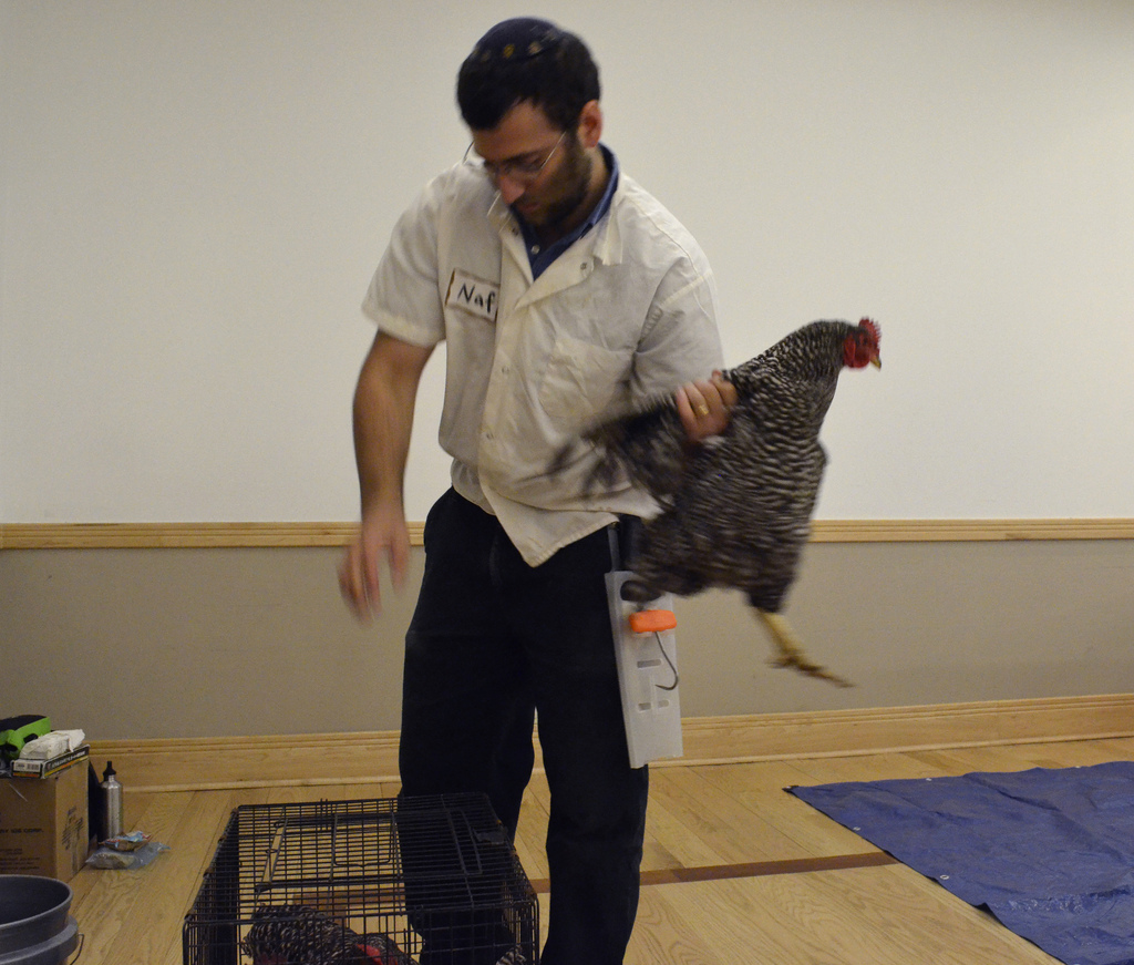Kosher slaughterers are often better trained in animal handling than non-kosher ones; a Jewish slaughterer handling a chicken. CC BY 2.0